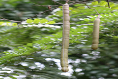 Cassia indochinensis
